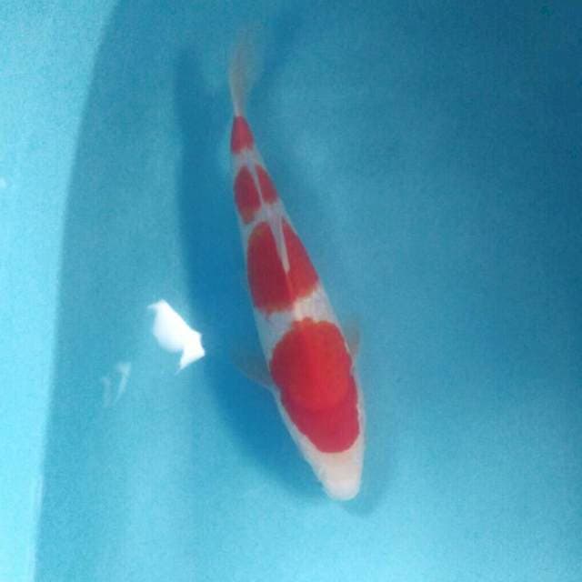 Kohaku, male 31 cm