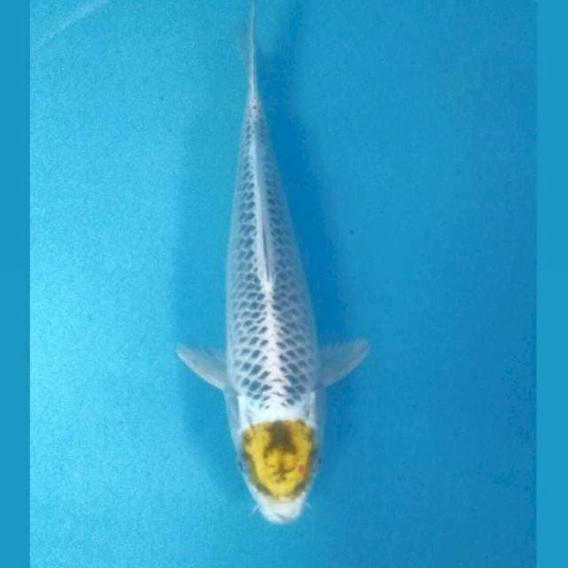 Tancho Kujaku, 23 cm