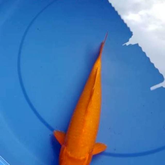 Orenji 