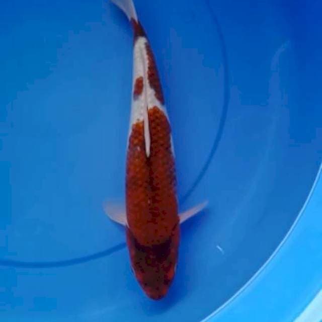 Goromo