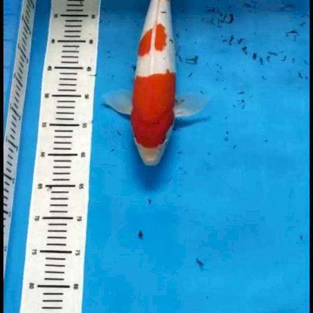KOHAKU MATSUE