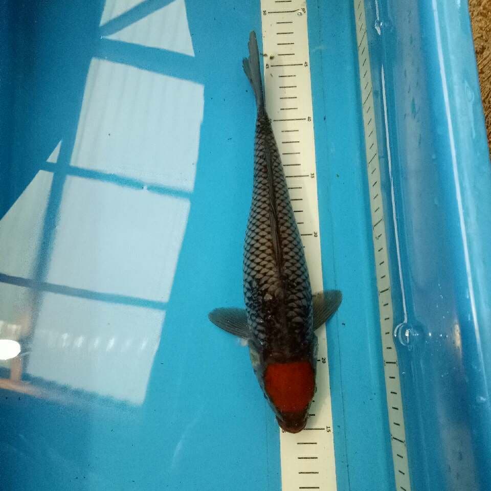 Tancho Ochiba 32 cm
