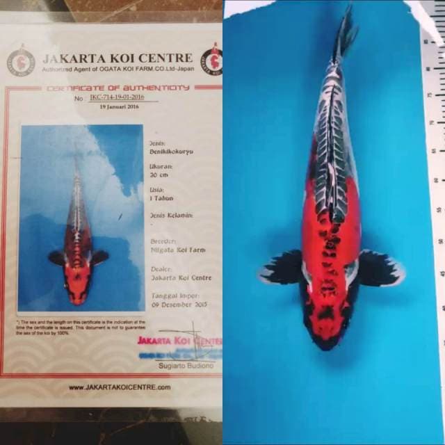 BENIKIKO OGATA