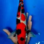 Showa 38 cm male