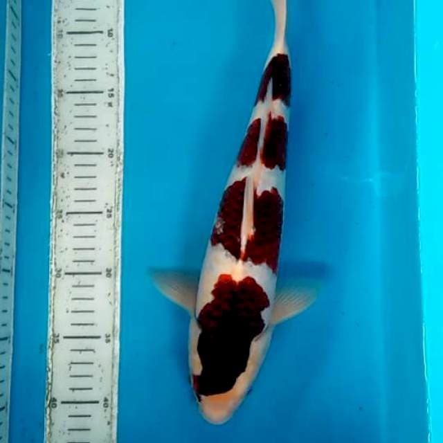 Goromo 40 cm male