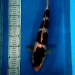 Goromo 40 cm male