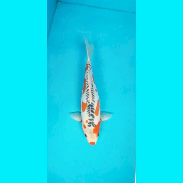 Shusui 37 cm