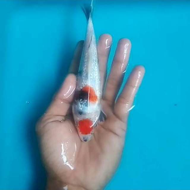 Tc showa ginrin ori 20cm