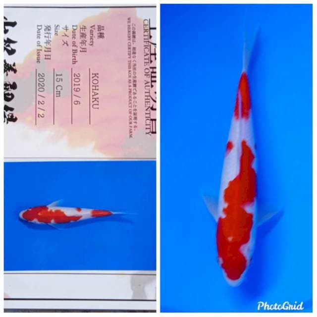 Kohaku yamamatsu import