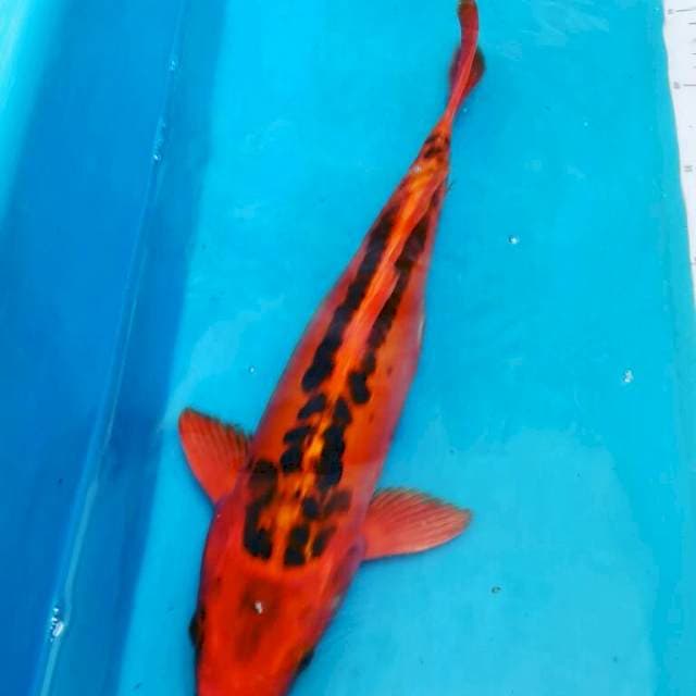 Mizuho Ogon