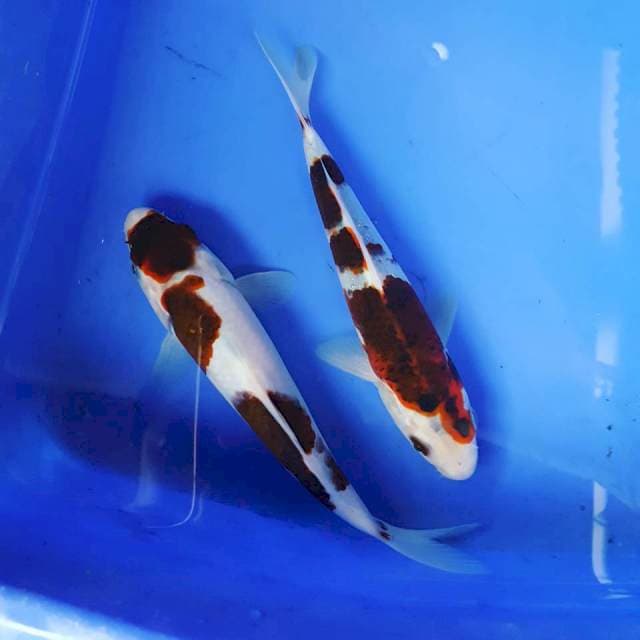 GOROMO