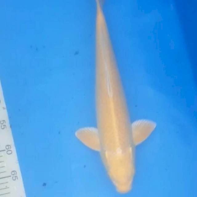 42 male yamabuki ogon ++