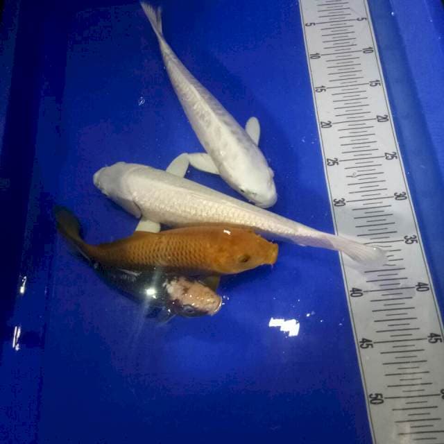 Mix koi