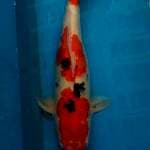 Sanke female 65bu