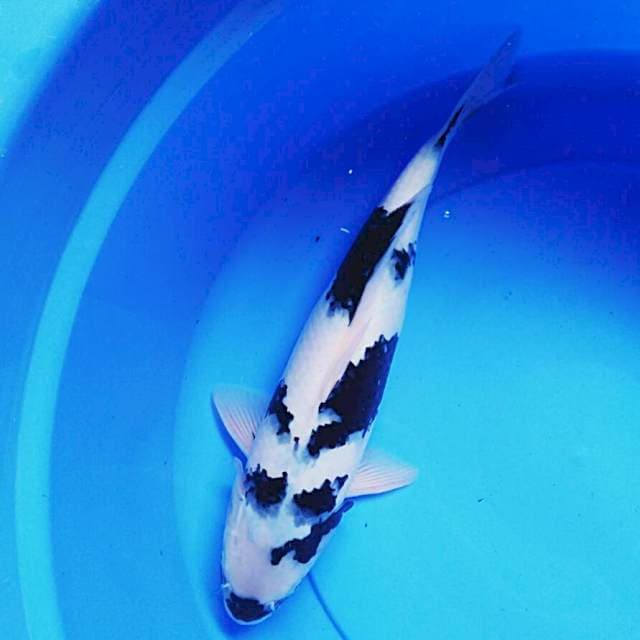 Shiro salju 38cm
