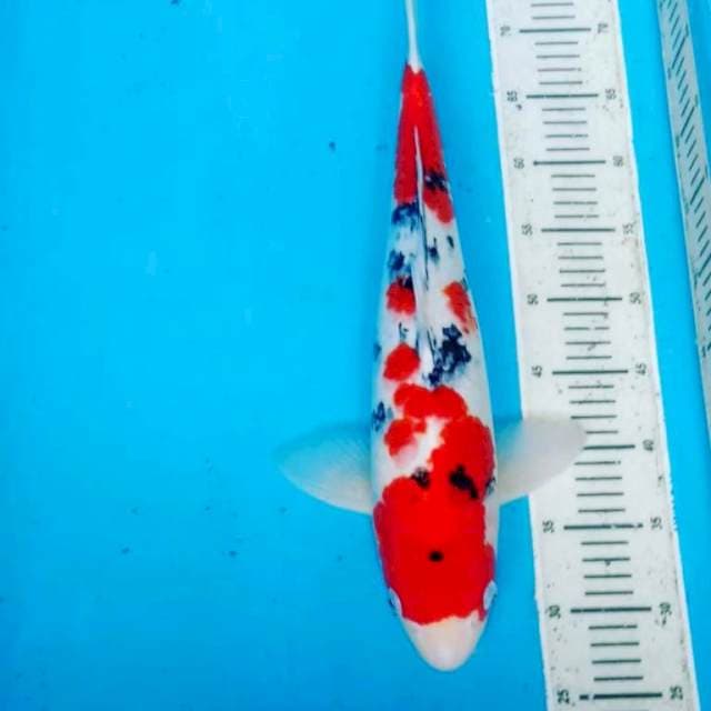 🤭48cm male