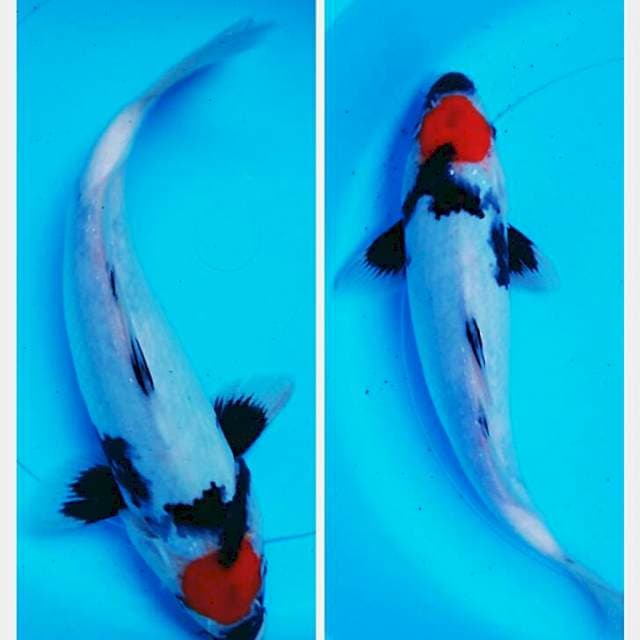 Tancho showa 29cm