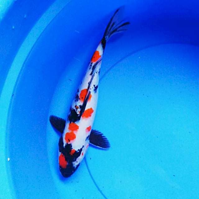 Kindai showa 34cm