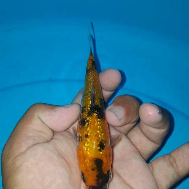 ginrin full padet 18 cm
