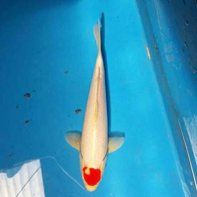 Tanco kohaku