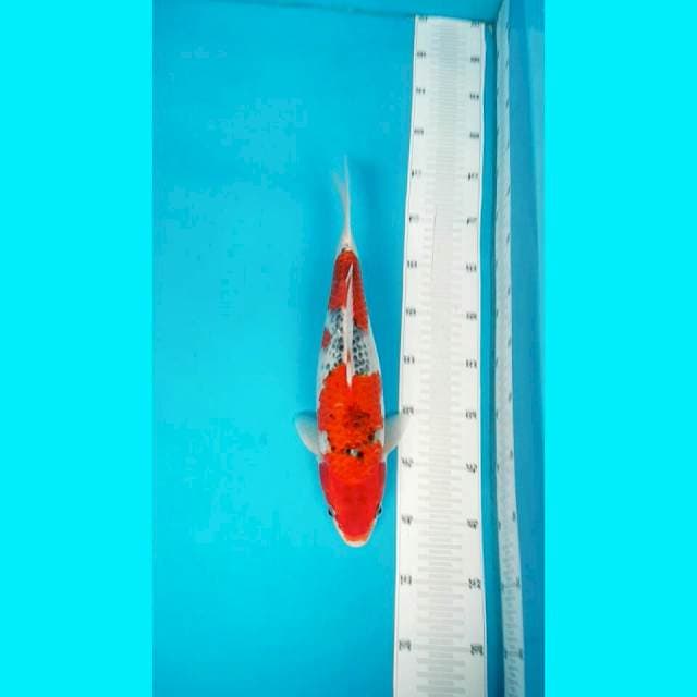 Goshiki 35 cm