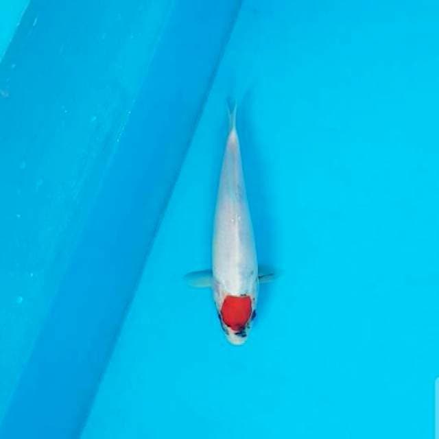 Tancho Showa Tategoi 22 cm