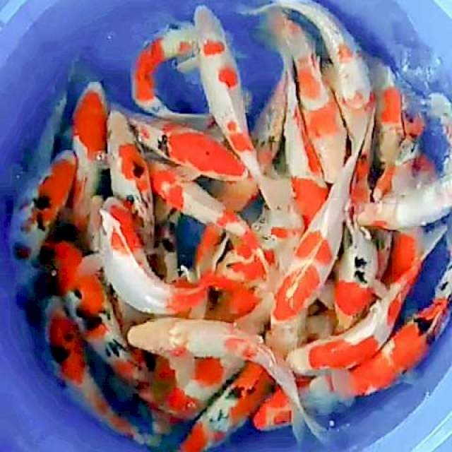 Mix kohaku sanke 25-27cm 40 ekor