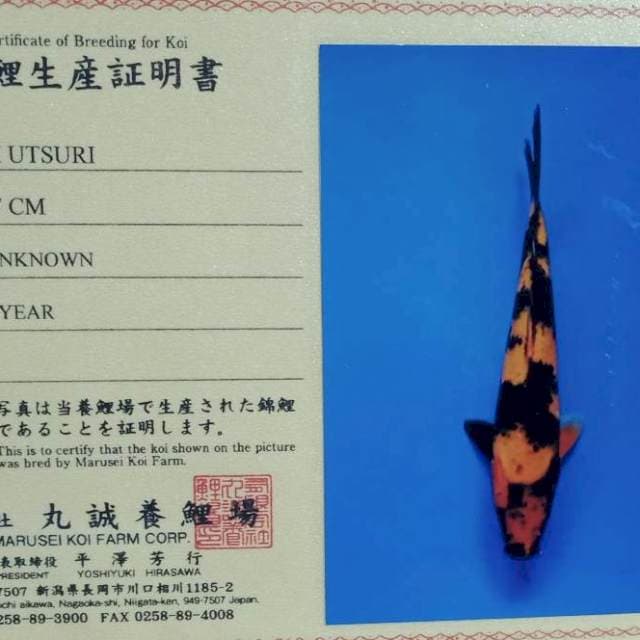 Hi utsuri marusei farm