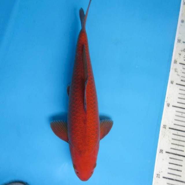 Calon bulky male35cm