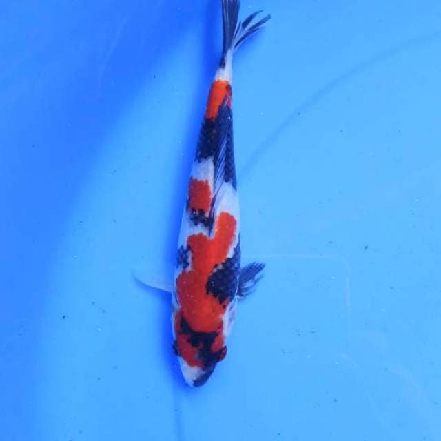 Showa sansoku 23cm