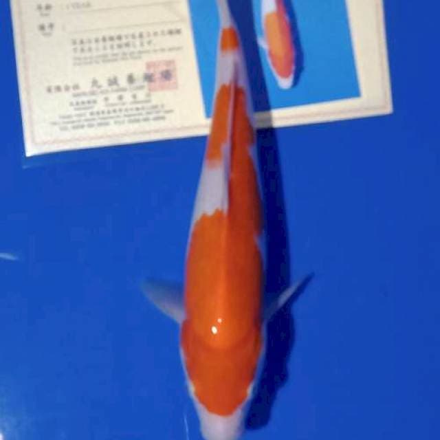 Kohaku import marusei farm