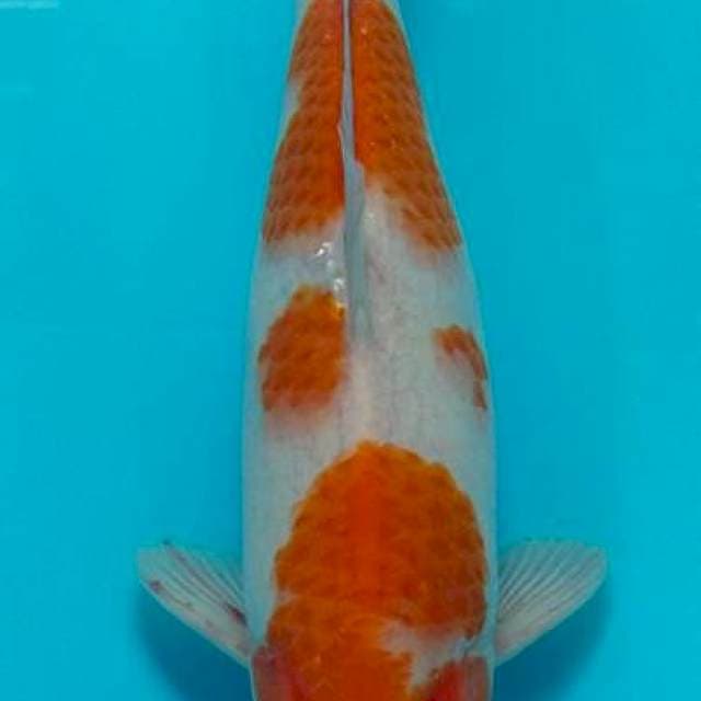 Kohaku