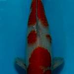 Kohaku