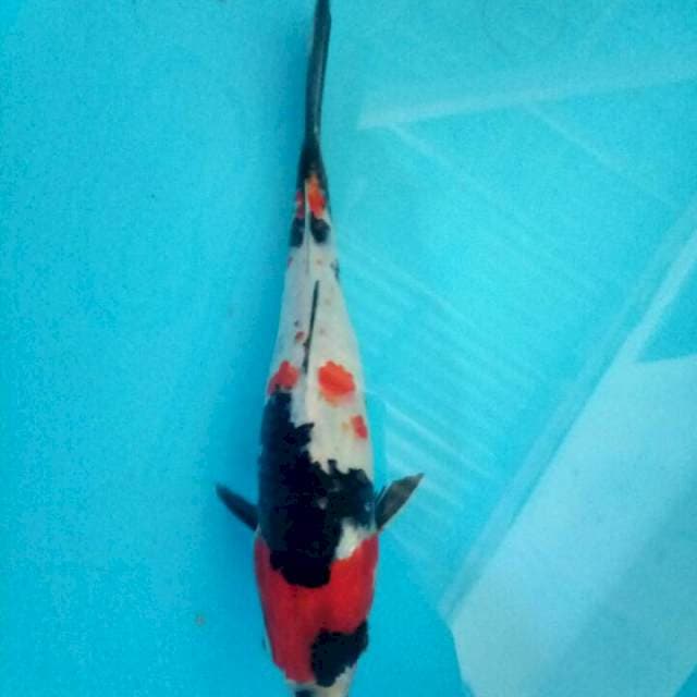 Showa 23 cm