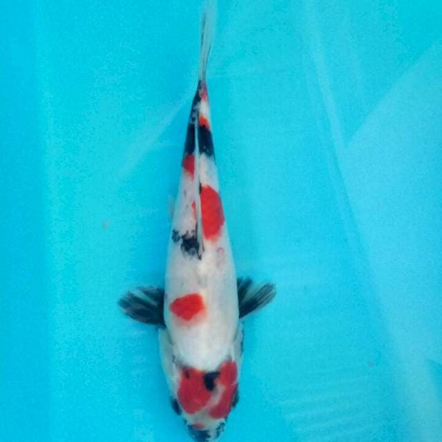 Showa kindai 24 cm
