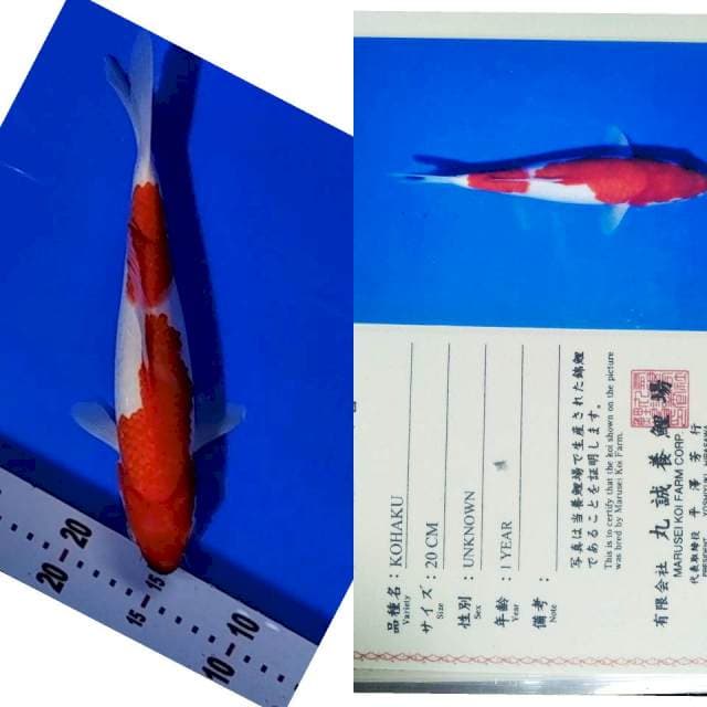 Import marusei JT