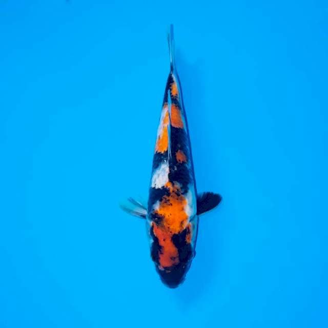 KI SHOWA 24 CM FEMALE