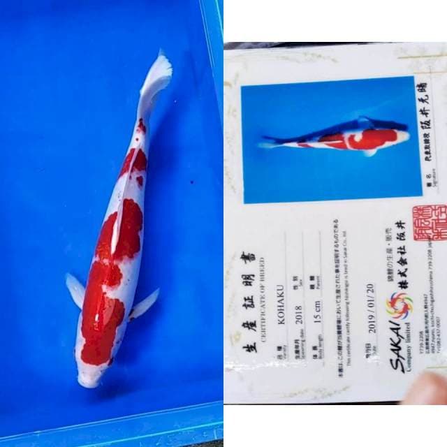 Kohaku Sakai import