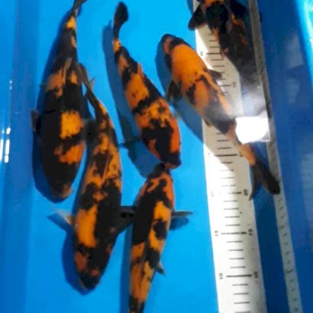 HI UTSURI 24-29 CM