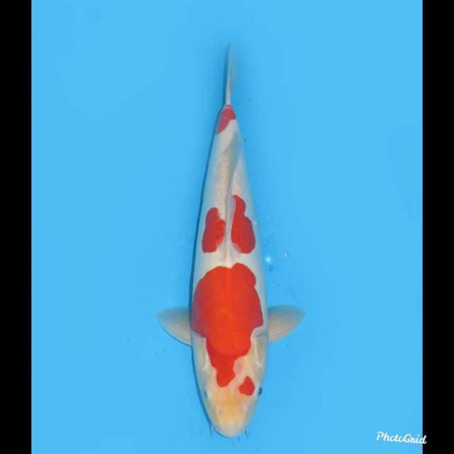 37cm Male  , Red Kohaku Doitsu Murni