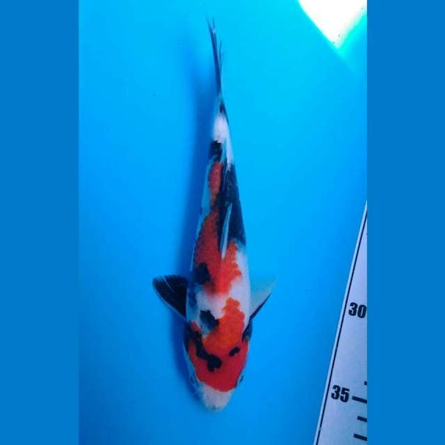 Showa 25 cm