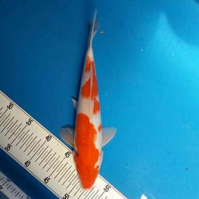 34 cm