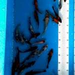 Showa utsuri shiro 10-17cm 40 ekor