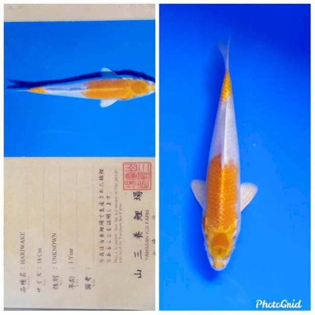 Hariwake import yamasan farm