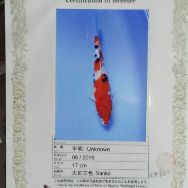 Sanke Import Serti Okawa