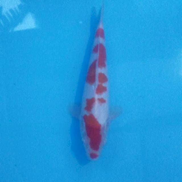Kohaku, 26 cm