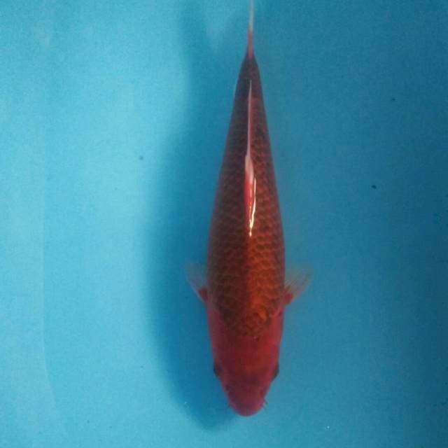 Aka Matsuba, 40 cm