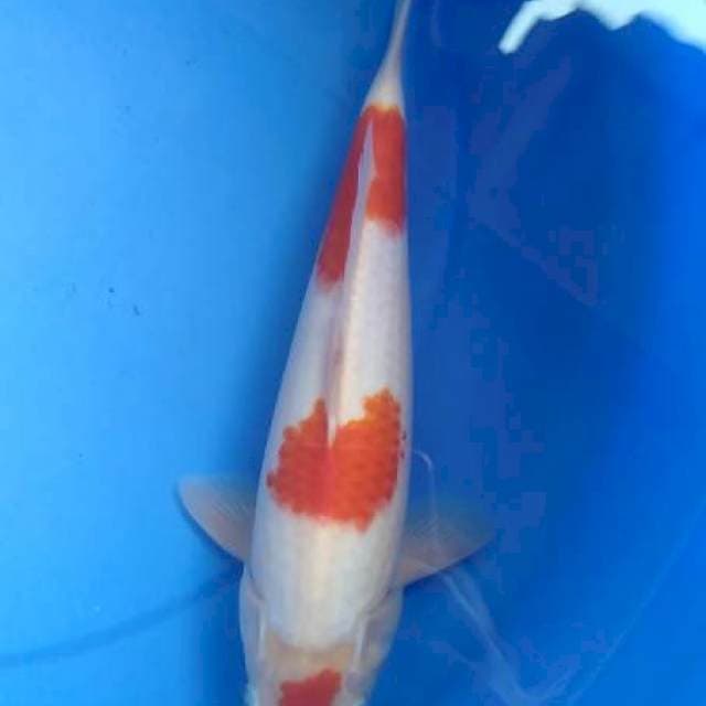 Maruten kohaku