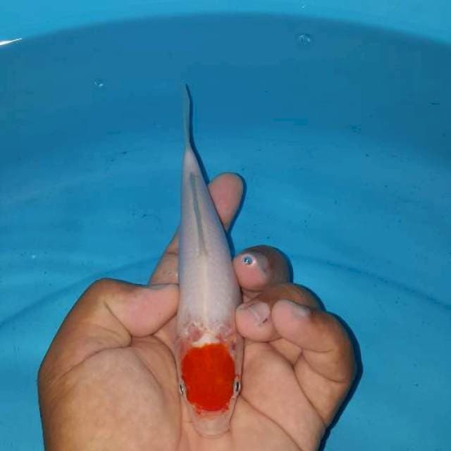 tanco kohaku cut kering 20 bu
