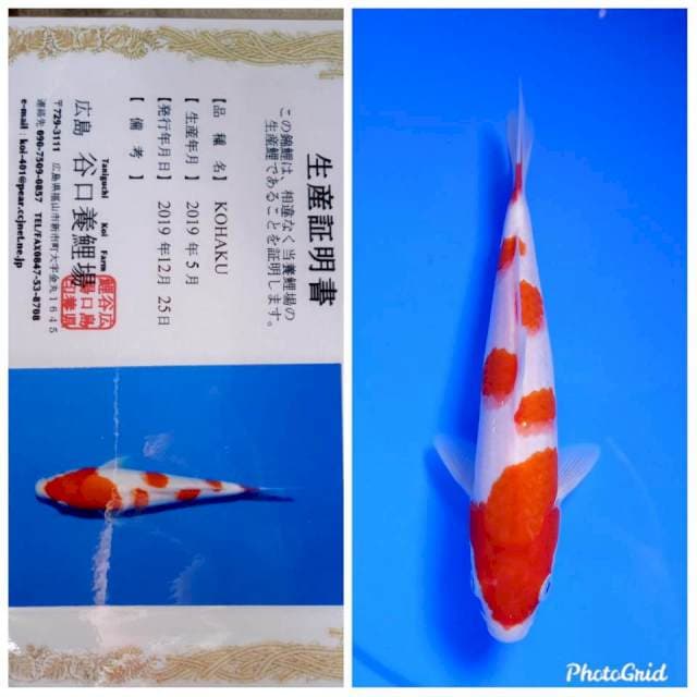 Kohaku taniguchi farm tosai